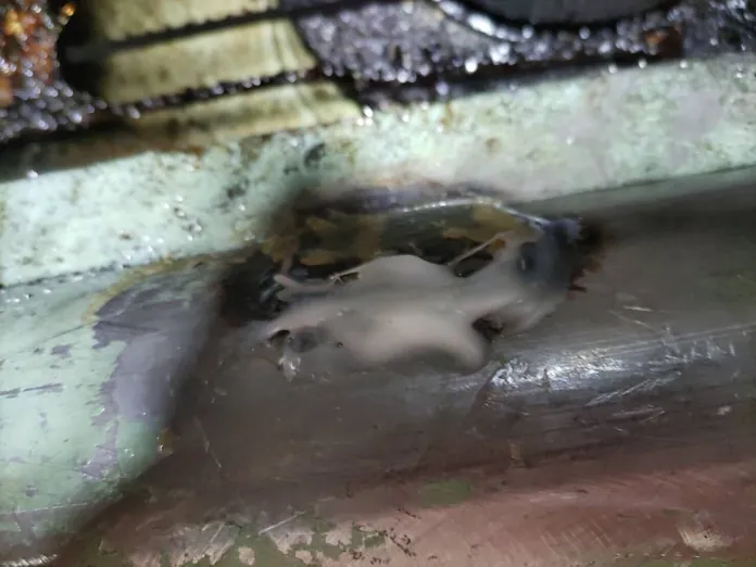 LeakAid applied over the hole